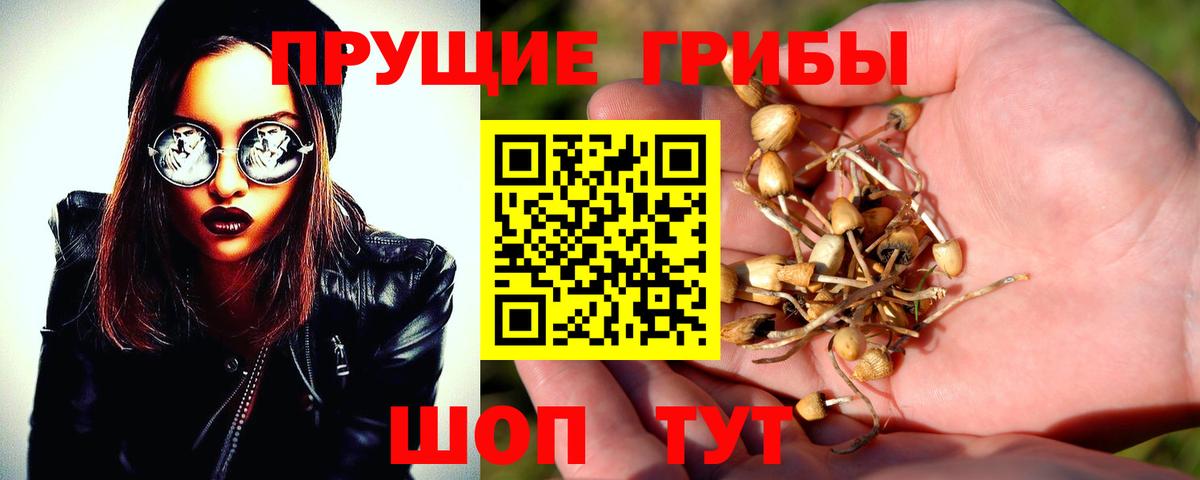 Железногорск  Галлюциногенные грибы Cubensis  Вход с VPN 